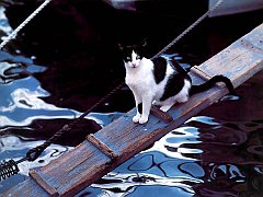 Gatti (213)